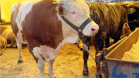 Bursa'da kurban satış ve kesim yerleri belirlendi