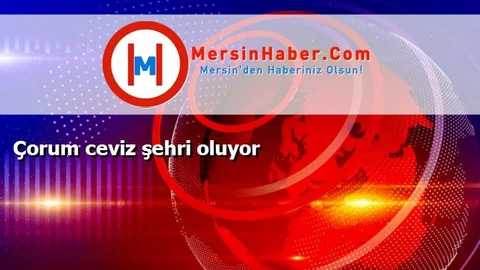 Çorum ceviz şehri oluyor