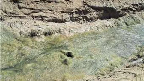 Hayvanlarını otlatmaya giden genç ölü bulundu