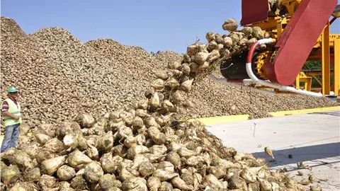 Amasya Şeker Farikası 500 bin ton şeker pancarı alacak