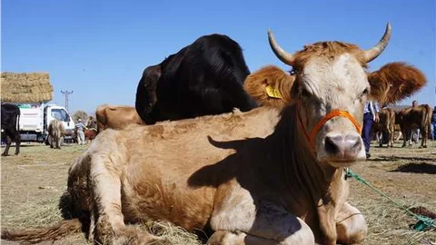 Kurbanlık fiyatları el yakıyor