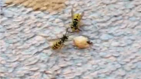 Küçük karıncanın iki arıyla ekmek kavgası