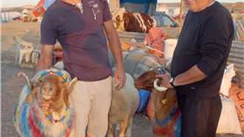 Bir tonluk boğayı alana, keçi ve yavrusu hediye