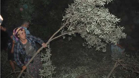 Aydın'da asırlık zeytin ağaçları köklerinden söküldü