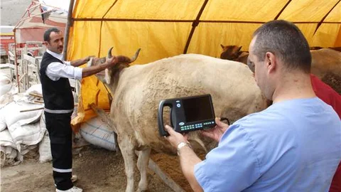 Kurbanlıklara ultrasonlu gebelik testi