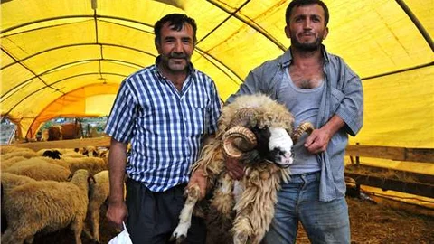 Küçbaş hayvan satıcıları bu sene umduğunu bulamadı