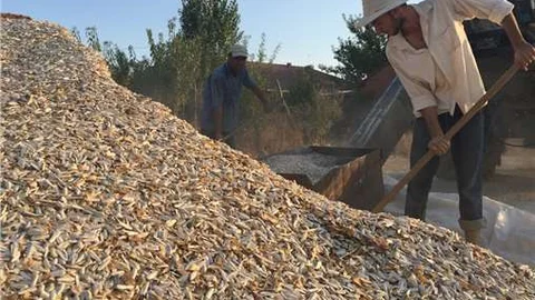Ayçekirdeğinin kilosu tarlada 4, markette 15 lira