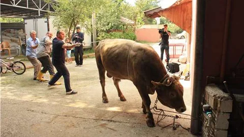 Boğaları dize getiren yatırma tekniği