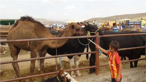 Hayvan pazarındaki deve, vatandaşların ilgi odağı oldu
