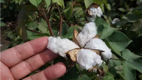 Beyaz altın, yağmurdan olumsuz etkilendi