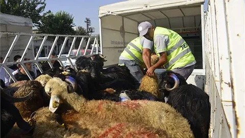 Mersin'de Şehit Ailelerine Kurbanlık Dağıtıldı