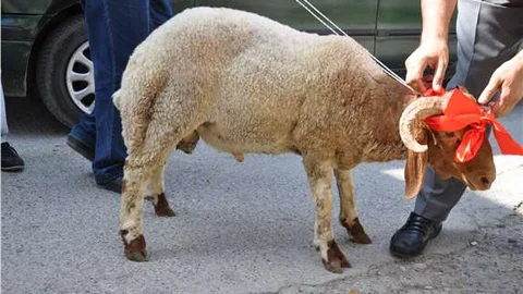 Şehidin kurbanını askerler kesecek