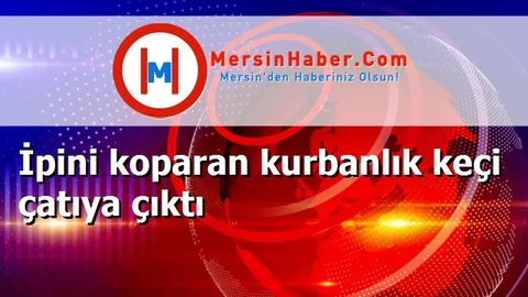 İpini koparan kurbanlık keçi çatıya çıktı