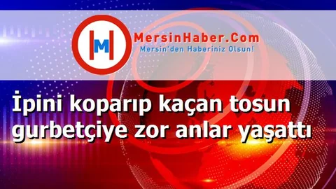 İpini koparıp kaçan tosun gurbetçiye zor anlar yaşattı