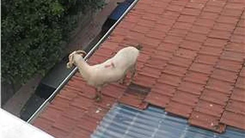 Kurbanlık koyun çatıya çıktı