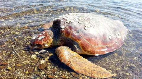 Aliağa'da ölü deniz kaplumbağası bulundu