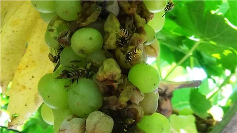 Arılar üzümleri telef etti