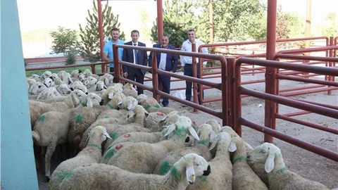 Sarıkaya Belediyesi'nden 150 aileye kurbanlık yardımı