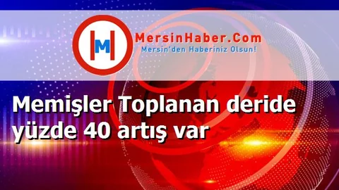 Memişler Toplanan deride yüzde 40 artış var