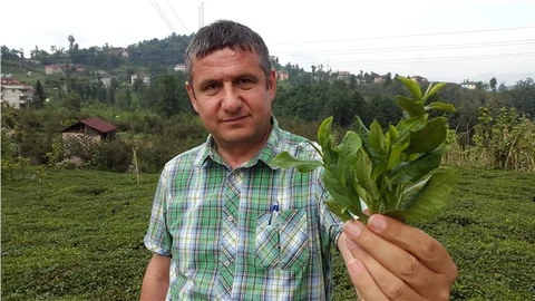 'Aşırı çay tüketimi vücudu içeriden kurutup kanseri tetikliyor'