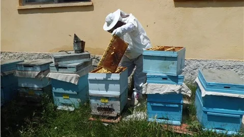 Arıcılardan sahte bal uyarısı