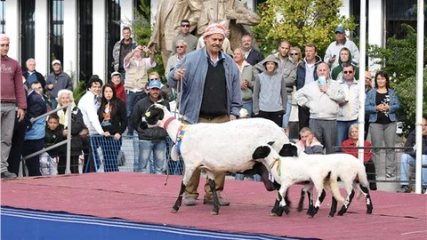 Ovacık Tarım ve Sakız Koyunu Şenliği 4 Ekim'de