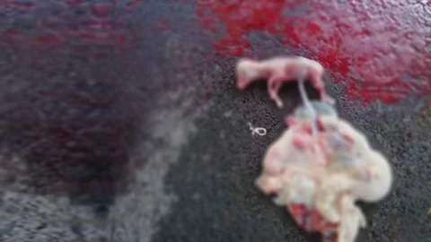 Gebe Kurbanlık Olur mu?