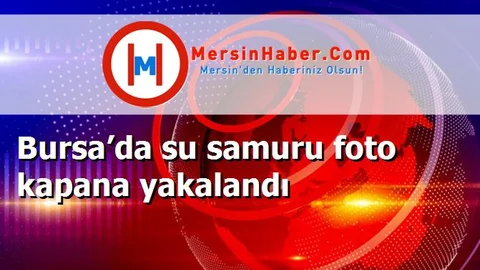 Bursa’da su samuru foto kapana yakalandı