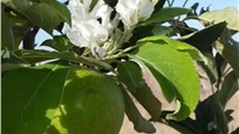 Aksaray'da dalında meyvesi olan elma ağacı çiçek açtı