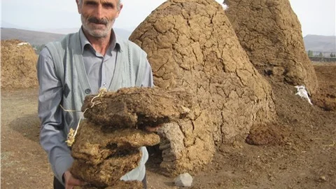 Fakirin gözde yakacağı tezek, görücüye çıktı