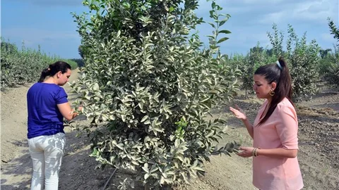 Yol yapımında fidanları kuruyan üretici Zararımı kim karşılayacak?