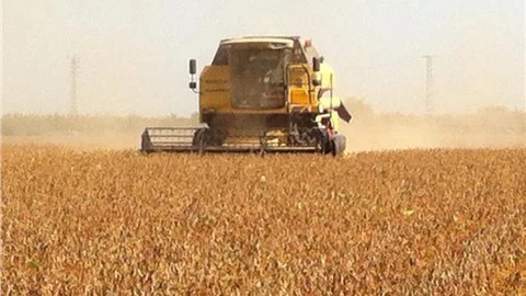 Tarsus’ta soya hasadı başladı