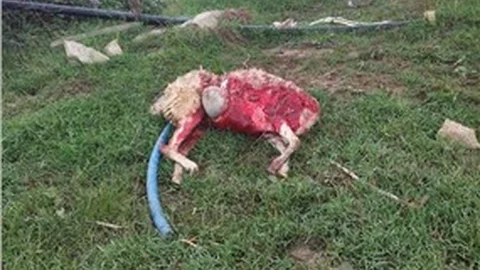 Koyunlara saldıran köpekler bir koyunu telef etti