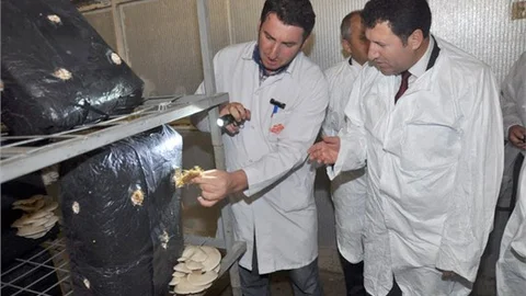 Ankara 636 ton kültür mantarı üretti