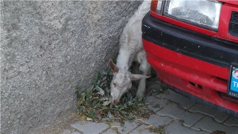 Kurbanda kaçan koyun 13 gündür sokaklarda dolaşıyor