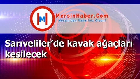 Sarıveliler’de kavak ağaçları kesilecek