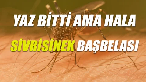 Sıcaklık Giderek Azalsa da Sivri Sinekleri Görmek Mümkün İşte Nedeni!