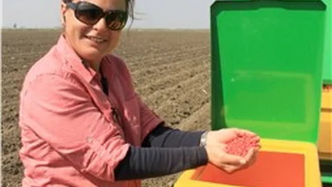 Soyada hasat tedirgin başladı