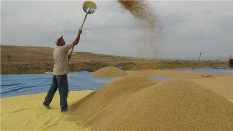 Çeltik üreticileri Mahsul iyi, mazot ve gübreye para yetişmiyor