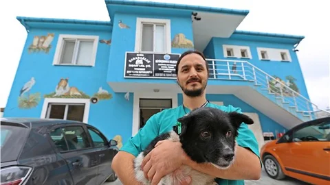 Yazlıkçılar, köpeklerini sokağa terk etti