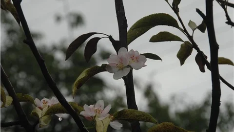 Ekim ayında strese giren elma ağacı çiçek açtı