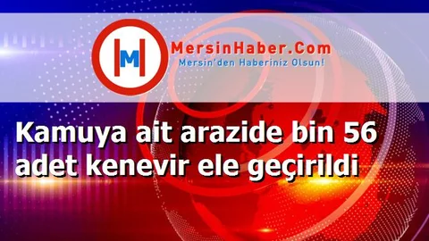 Kamuya ait arazide bin 56 adet kenevir ele geçirildi