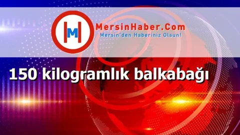 150 kilogramlık balkabağı