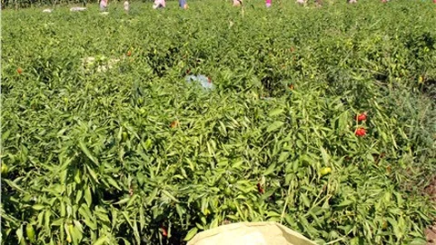 Biber, üreticisinin yüzünü güldürdü