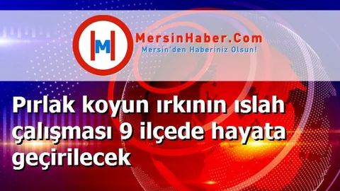 Pırlak koyun ırkının ıslah çalışması 9 ilçede hayata geçirilecek