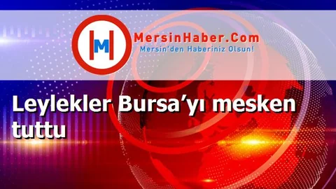 Leylekler Bursa’yı mesken tuttu