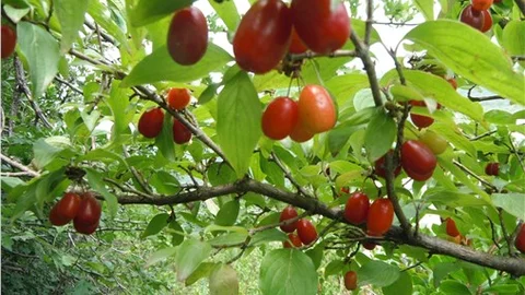 Kızılcık meyvesi adeta vitamin ve mineral deposu