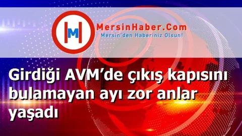 Girdiği AVM’de çıkış kapısını bulamayan ayı zor anlar yaşadı