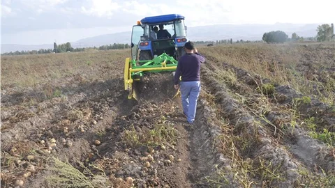 Patates üreten Erzurum'da tohumluk patates deposu yok