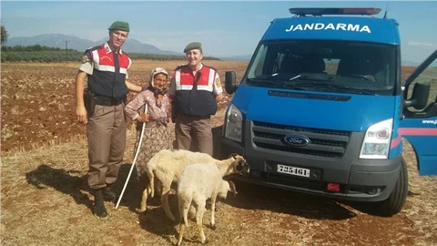 Yaşlı kadının çalınan koyunlarını jandarma buldu